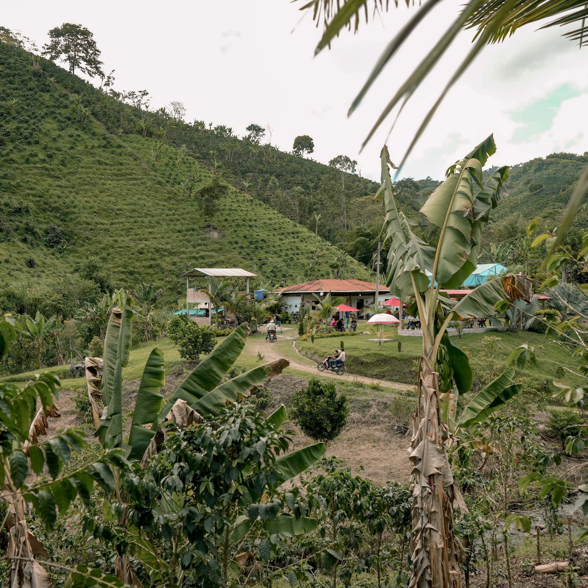 Decaf, El Carmen