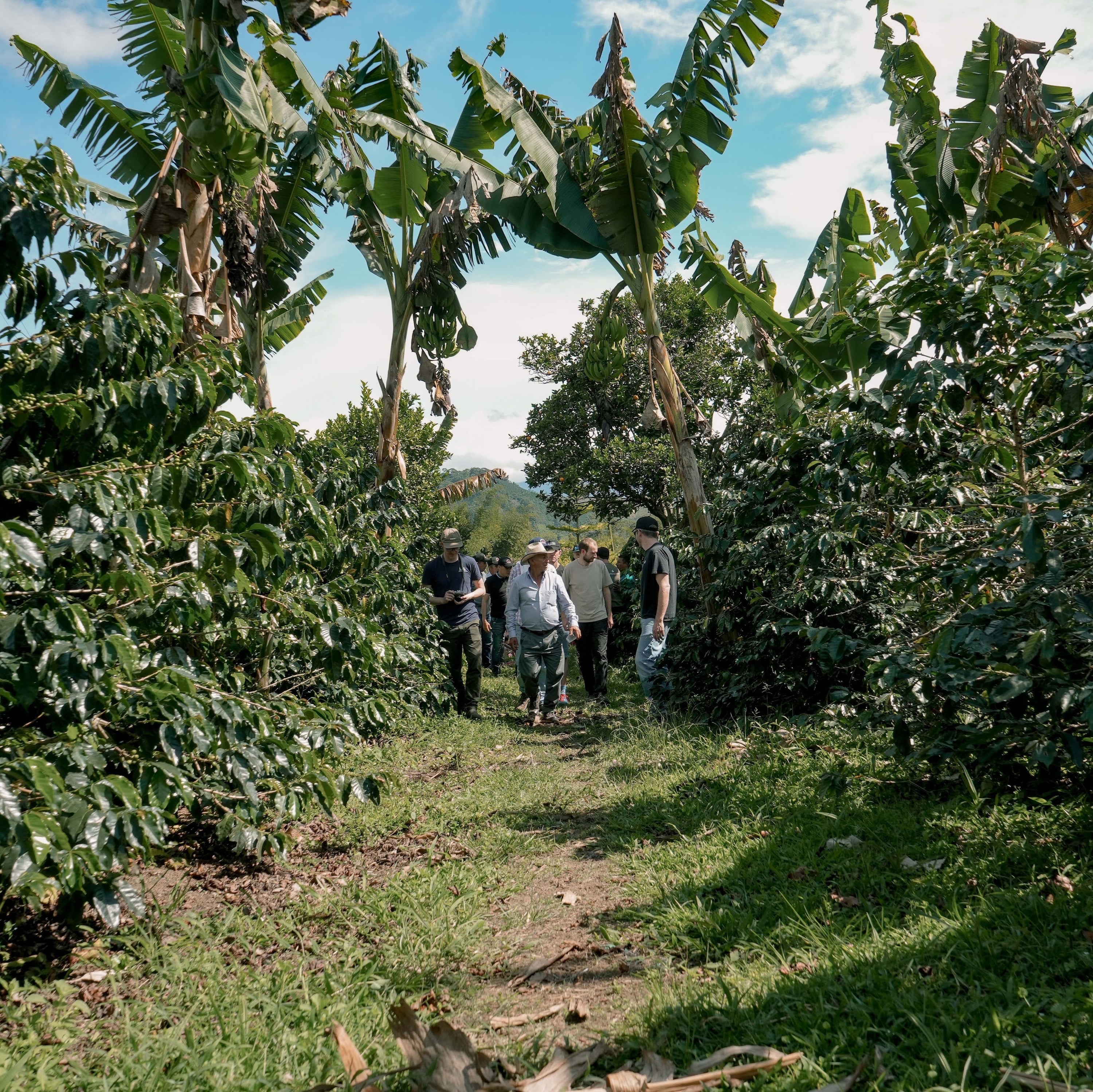 50/50 - Caffeine/Decaf